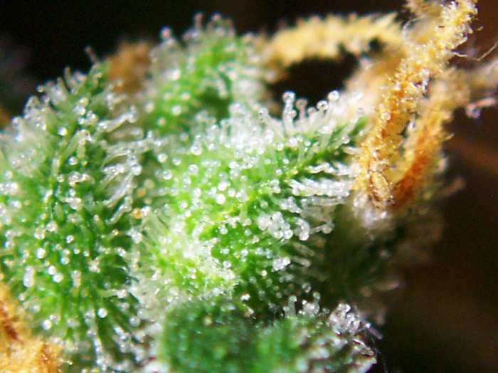 A flowering Cannabis sativa plant — six thousand years of cultivation
