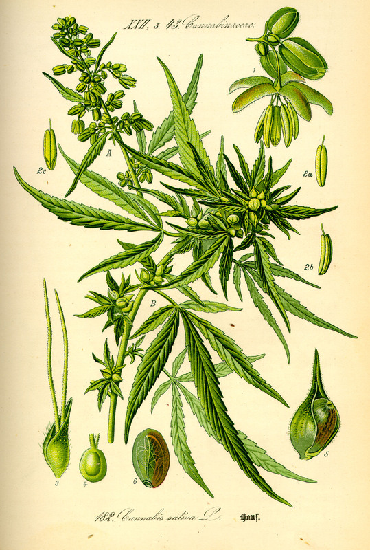 Cannabis sativa L.