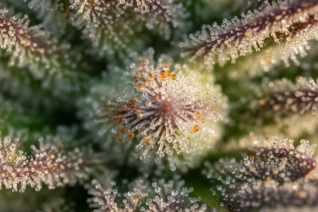 Trichomes — macro